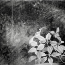 kaceeschodeberg avatar