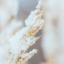 kaea-peverall avatar