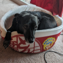 kaeranaidemoii avatar