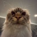 kafkaesque-guy avatar