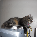 kafkaonthelighthouse avatar