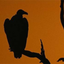 kafkas-vulture avatar