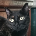 kage-no-shoujo avatar