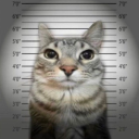 kaik-donutman avatar