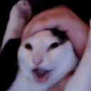 kaithecat avatar