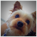 kaitheyorkie avatar