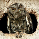 kakarakikkiri avatar