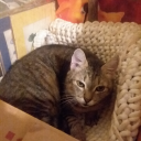 kakashiandjuvia avatar