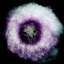 kakayamaviola avatar