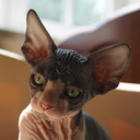 kalamongelska avatar