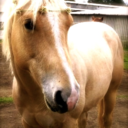 kaleidoscopepony avatar