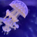 kaleidoscopeskove avatar