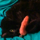 kalicoprince-ss avatar