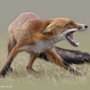 kalypsotheaudhd avatar