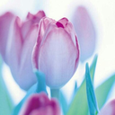 kamalkaramella avatar