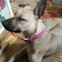 kamchatkawing avatar