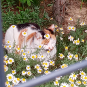 kameliashindo avatar