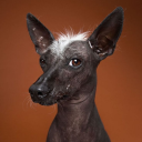 kamilvalentine avatar