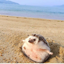 kanelinvarvas avatar