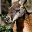 kangaroolesbian avatar