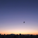 kangoruncebayilanvampir avatar