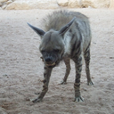 kaninchenkaninchen avatar