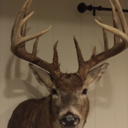 kansasbigbuck avatar