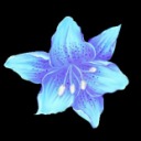 kaori-flowers avatar