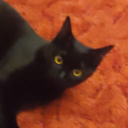 kappie-tol-shh avatar