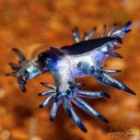 kaptainpanjack avatar