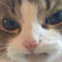 kapuzarasipiknik avatar