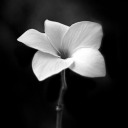 karabirkelebek avatar