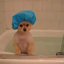 karamelizesogan avatar