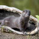 karashane-kinkain avatar