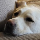 karklesthekit avatar