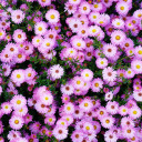 karlynwonderland avatar