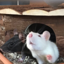 kartoffelbreii avatar