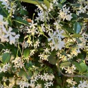 kassieecupcake avatar