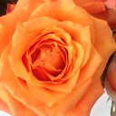 kastanienblau avatar