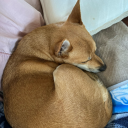 kastiels-ketchup avatar