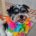 kate-the-spaghetti avatar