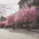 katherine-jjang avatar