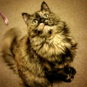 katie-monster avatar