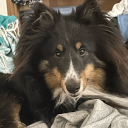 katie-sheep-111 avatar