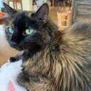 katiethekittytocall avatar