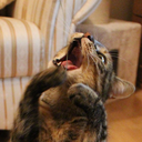 katjes-jes-jes avatar