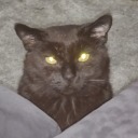 kato-neimoidia avatar