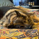 katsuki-is-our-king avatar