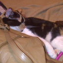 katsumiliqueur avatar