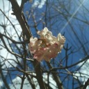 katyusha-asyouknewher avatar